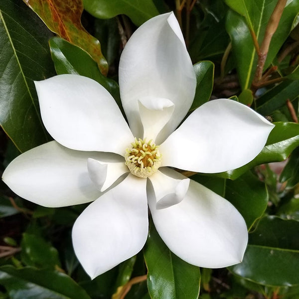 Magnolia grandiflora 'Kay Parris'