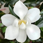Magnolia grandiflora 'Little Gem'