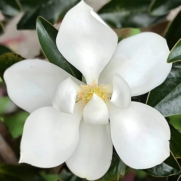 Magnolia grandiflora 'Little Gem'