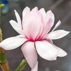Magnolia 'Pink Beauty'
