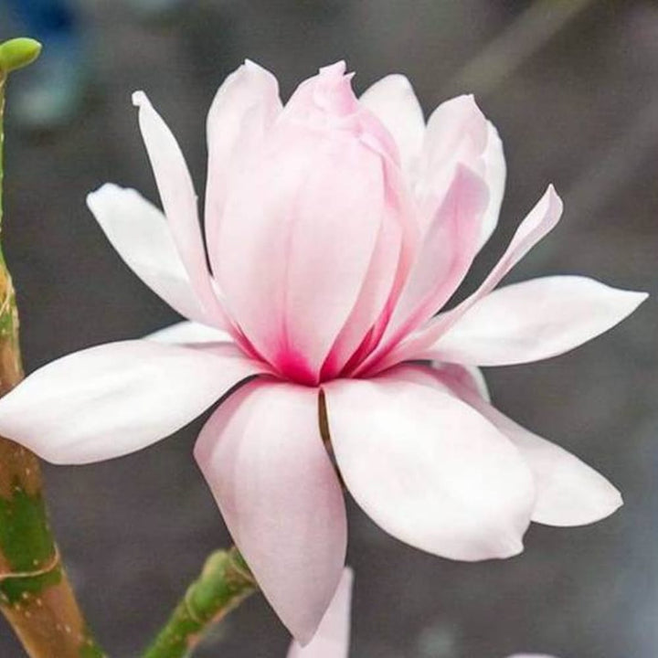 Magnolia 'Pink Beauty'