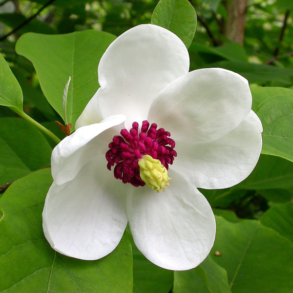 Magnolia Sieboldii - flori albe parfumate