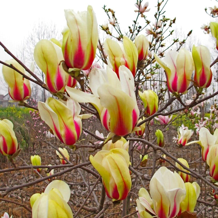 Magnolia 'Sunrise'