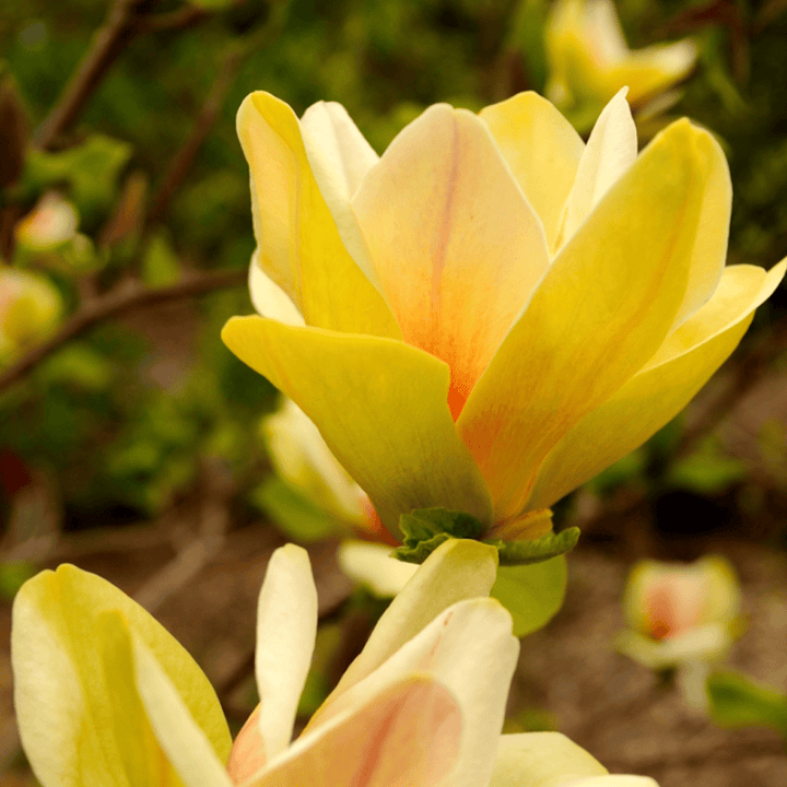 Magnolia 'Sunsation'