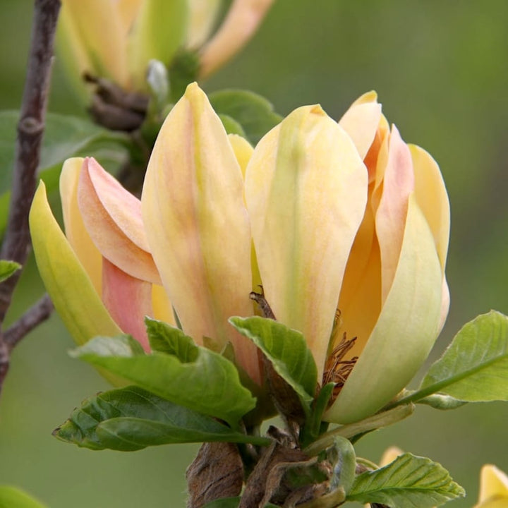 Magnolia 'Sunspire'