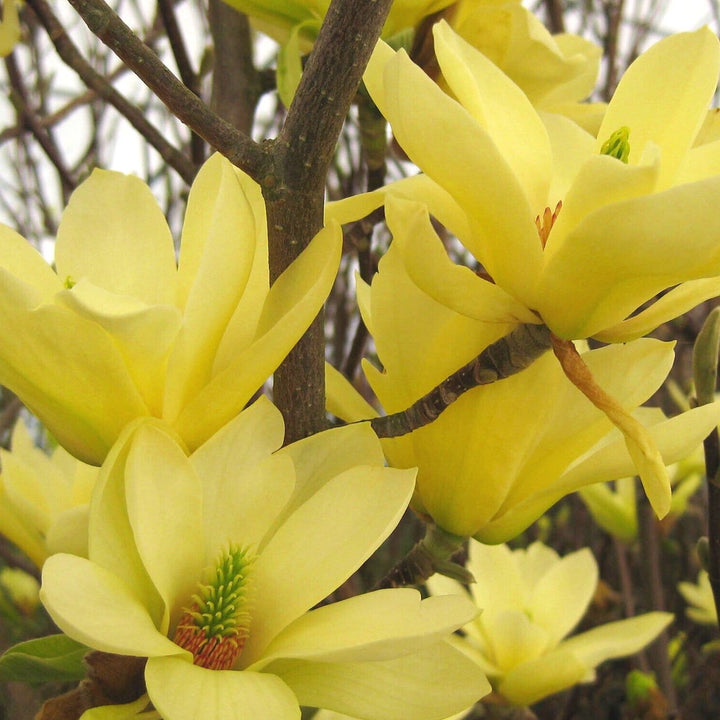 Magnolia 'Yellow Lantern'