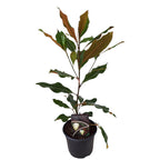 Magnolia grandiflora 'Kay Parris'