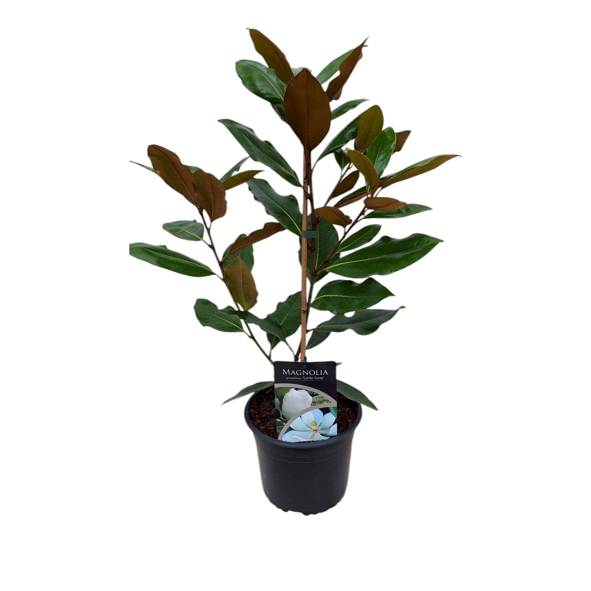 Magnolia grandiflora 'Little Gem'