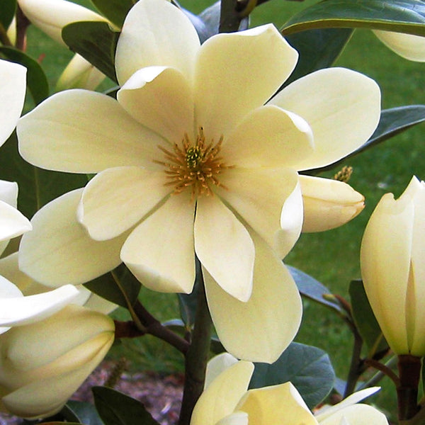 Magnolia laevifolia 'Honey Velvet' - duftende Blüten (H80)