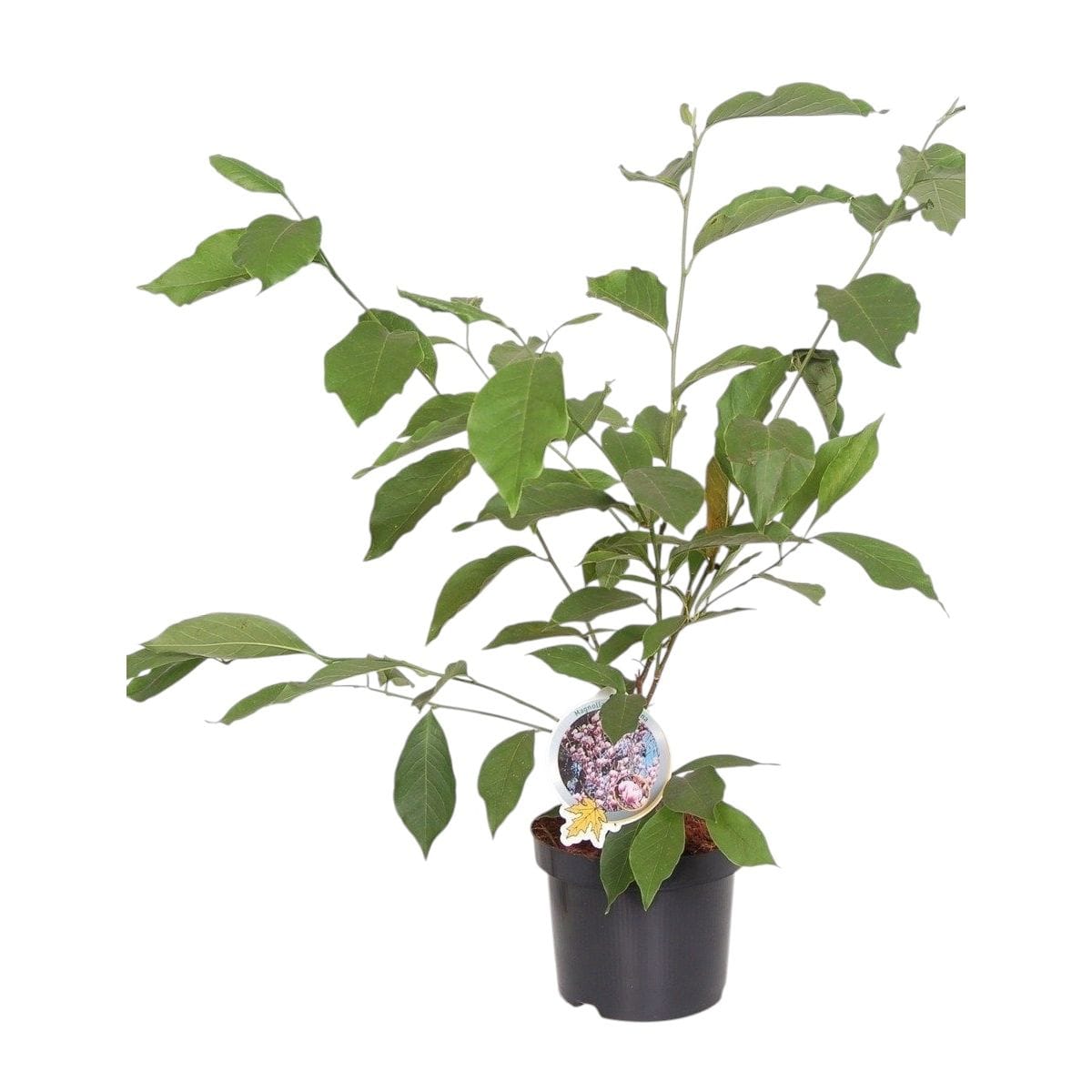 Magnolia soulangeana