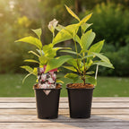 Magnolia soulangeana