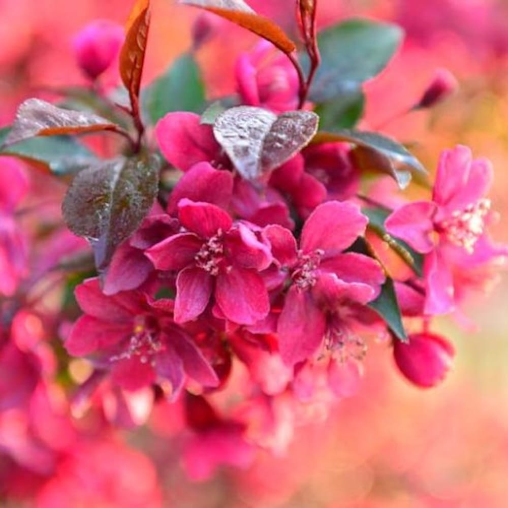 Myrtille décorative - Malus 'Liset' - couronne formée, H100 cm