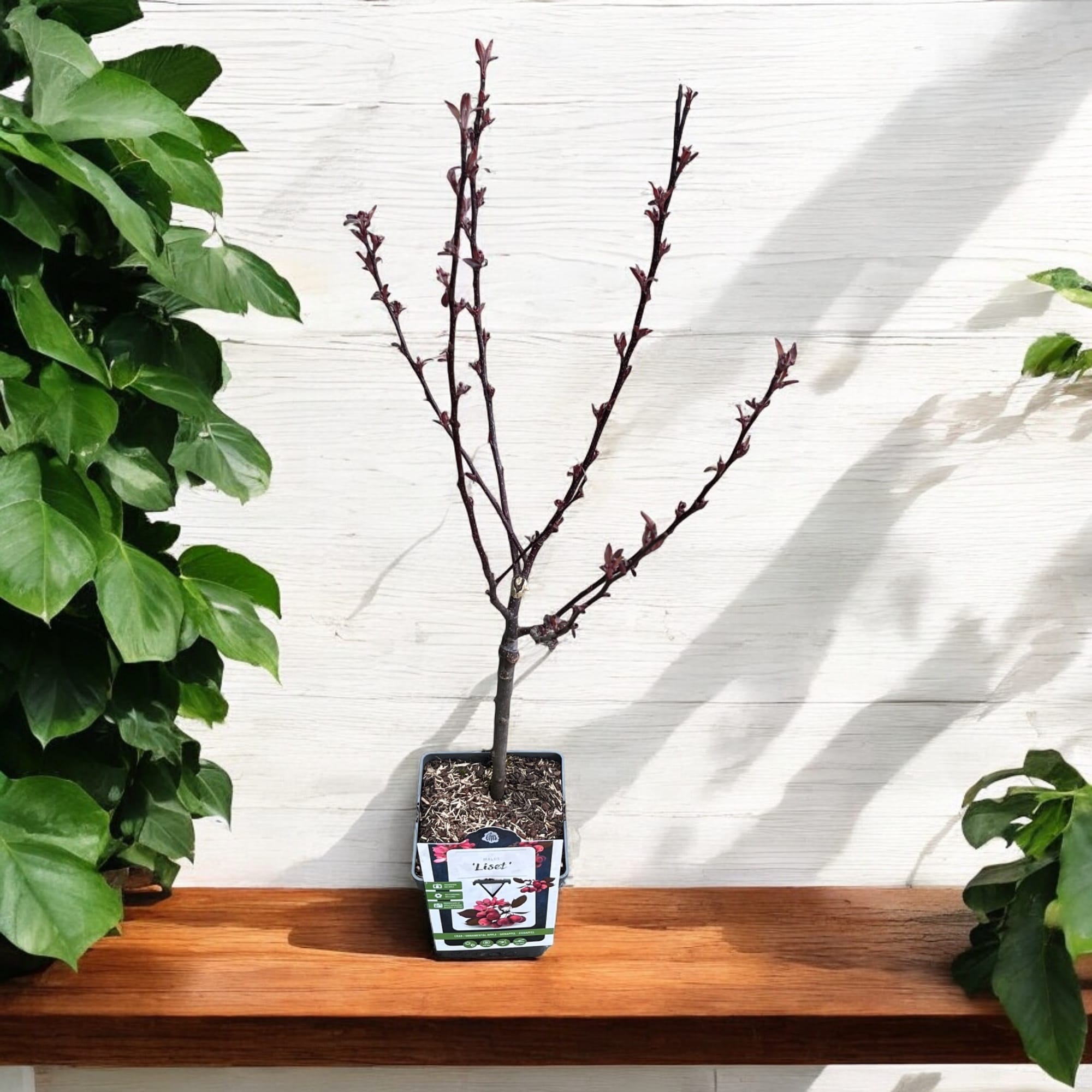 Myrtille décorative - Malus 'Liset' - couronne formée, H100 cm