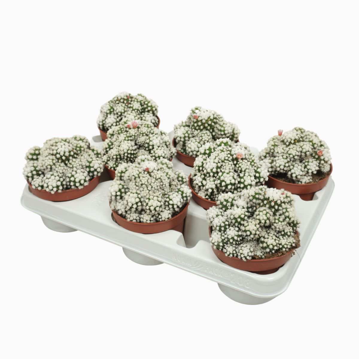 Mammillaria gracilis 'Albata'