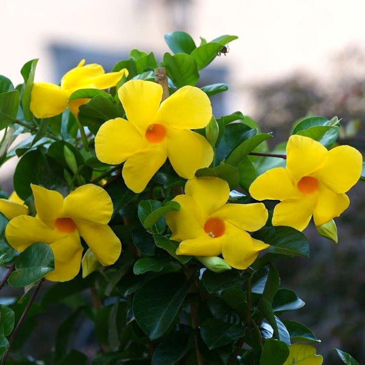 Mandevilla Diamantina Opale Citrine ('Lancalifornia')