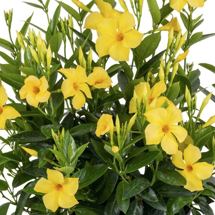 Mandevilla Diamantina Opale Citrine ('Lancalifornia') 