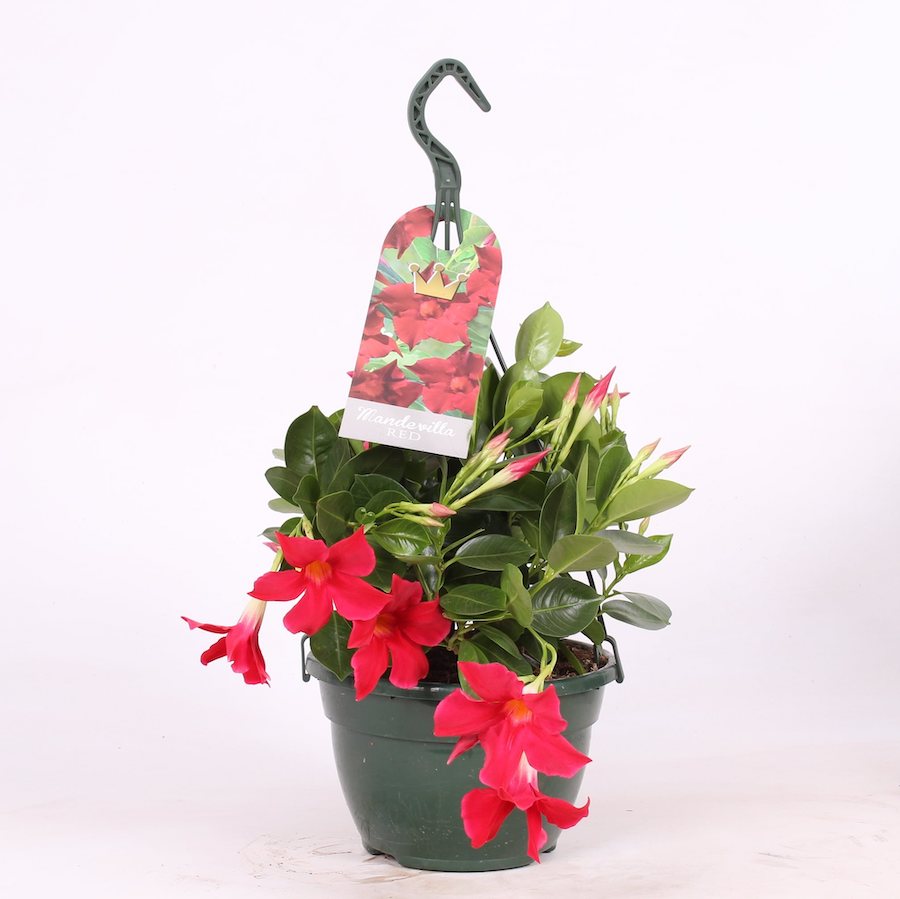 Mandevilla Bella Red (flori parfumate rosii)