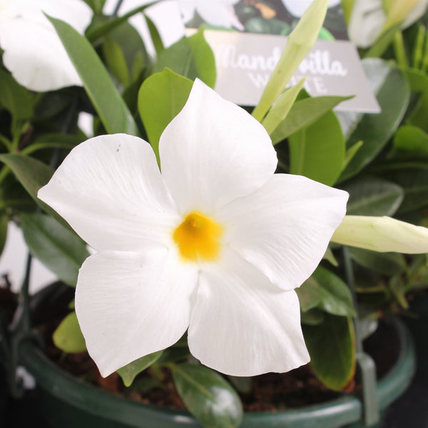 Mandevilla Bella White (white fragrant flowers)