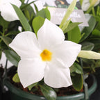 Mandevilla Bella Weiß (weiß duftende Blüten)