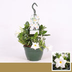 Mandevilla Bella Weiß (weiß duftende Blüten)