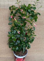 Mandevilla Sundaville ® Velvet Red - Červená dipladénia (voňavé kvety)