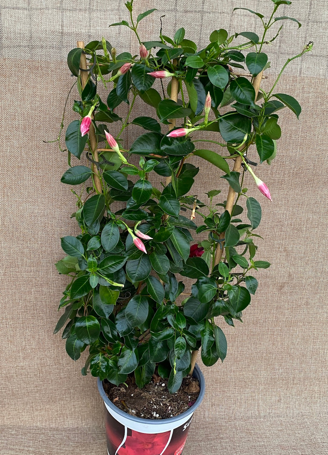 Mandevilla Sundaville ® Velvet Red - Dipladenia rosie (flori parfumate)