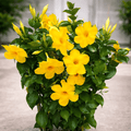 Mandevilla Diamantina Opale Citrine