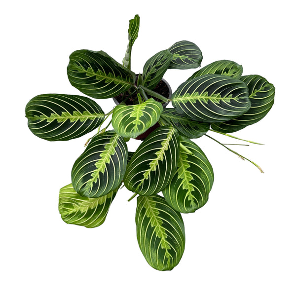 Maranta Leuconeura ‘Lemon Lime’