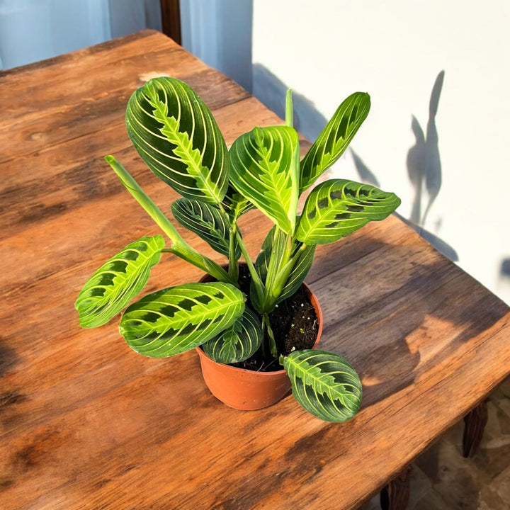 Maranta leuconeura ‘Lemon Lime’