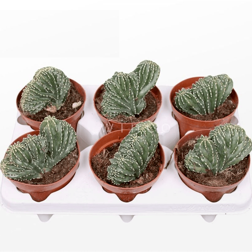 Marginatocereus marginatus f. cristata