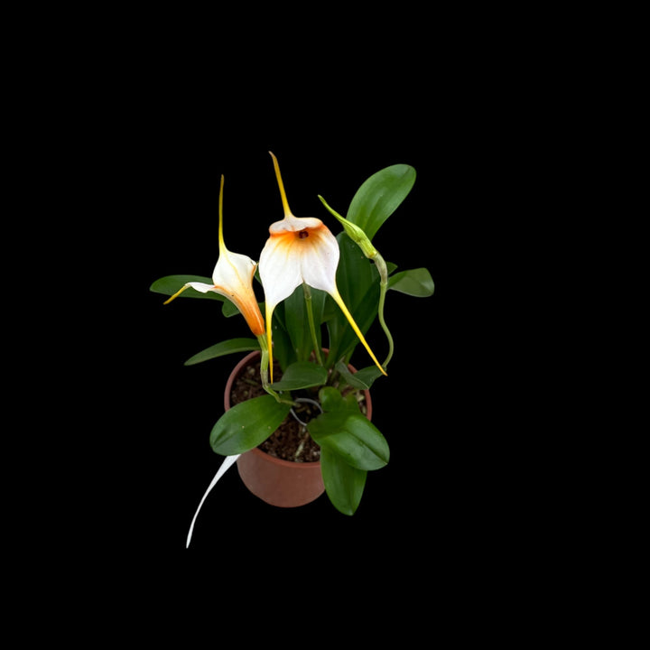 Masdevallia niesseniae