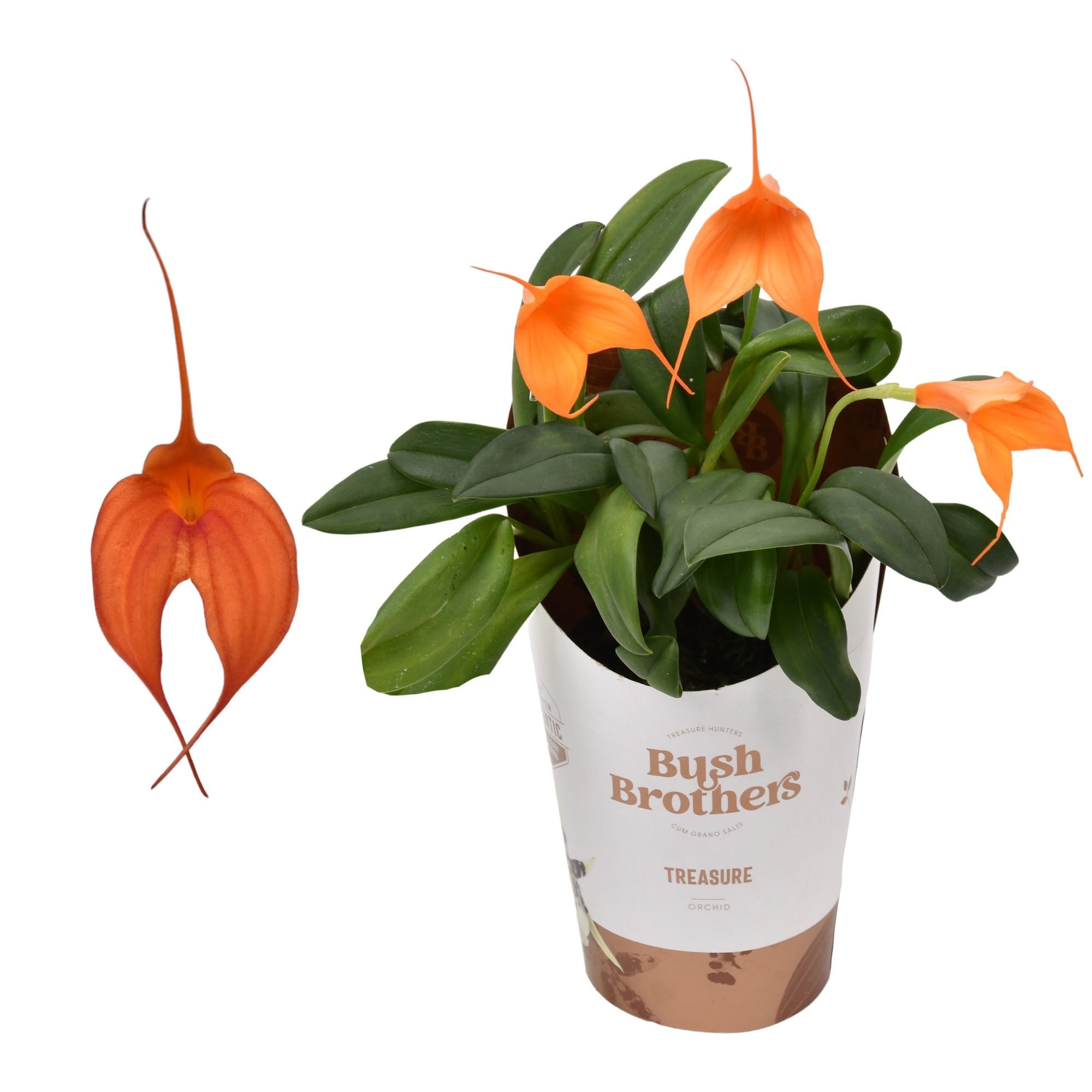 Masdevallia Peach Fuzz