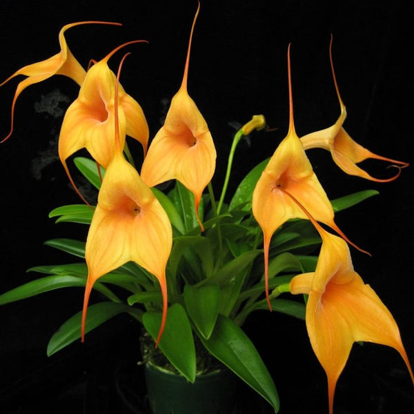 Masdevallia Peach Fuzz