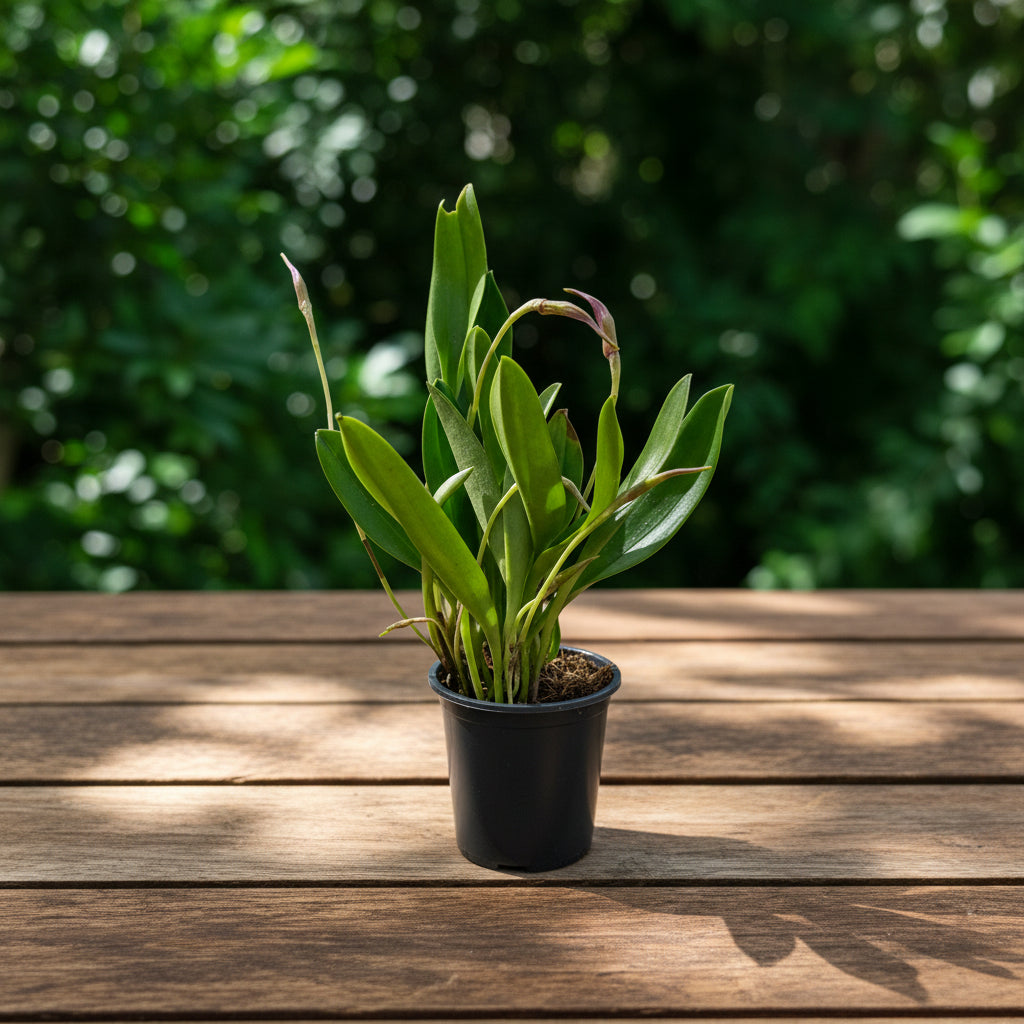 Masdevallia Selphy Orion