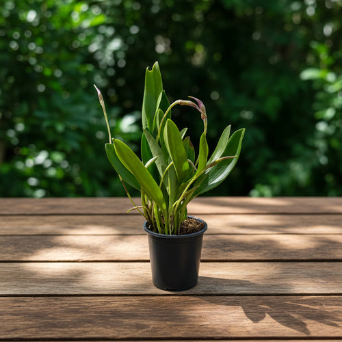 Masdevallia Selphy Orion