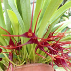 Masdevallia herradurae