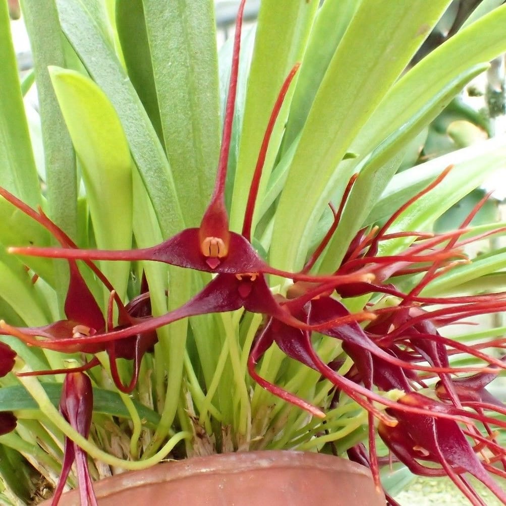 Masdevallia herradurae