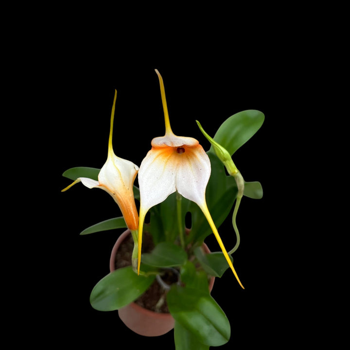 Masdevallia niesseniae