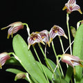 Masdevallia striatella