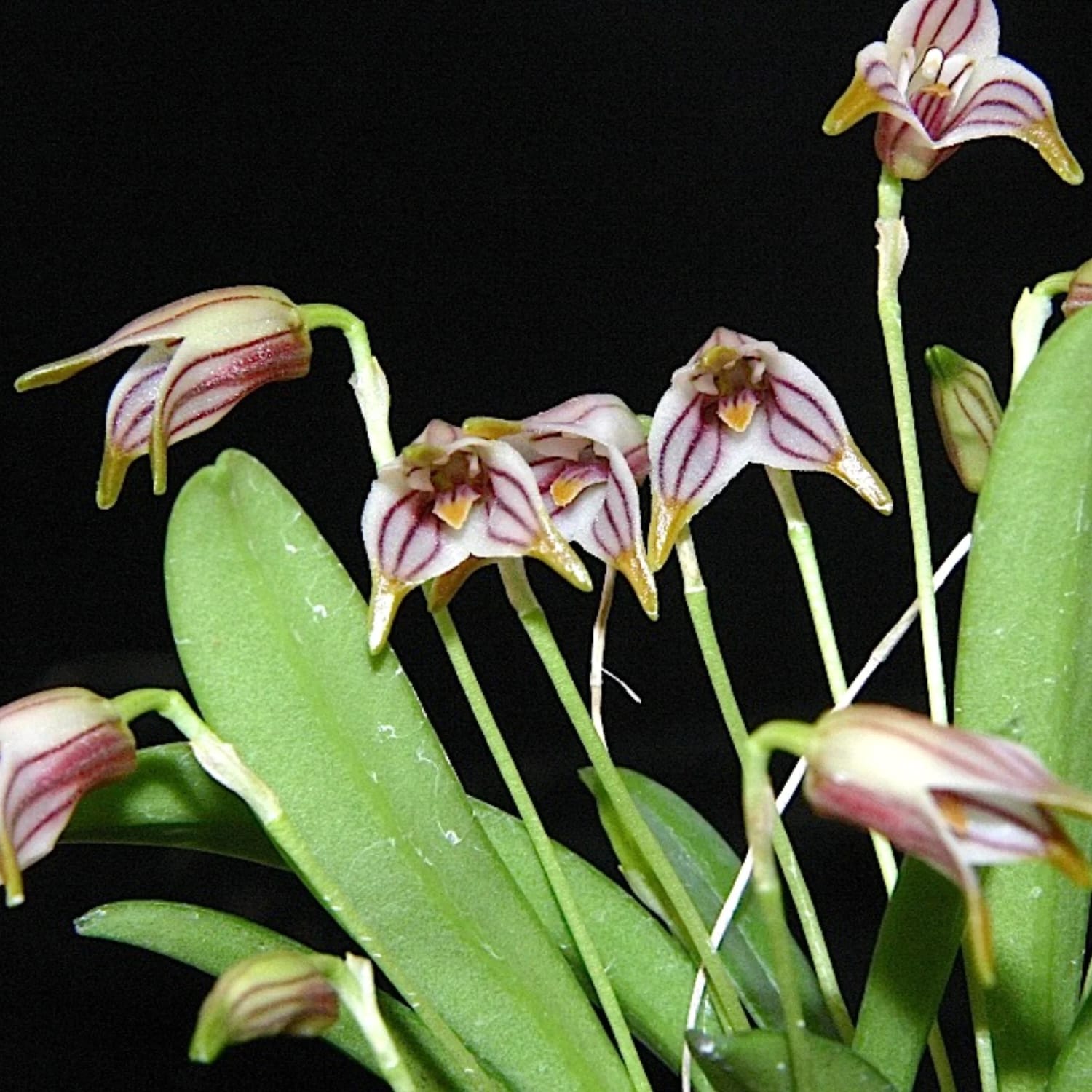 Masdevallia striatella