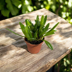 Masdevallia wendlandiana