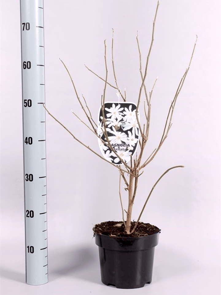 Magnolia Stellata