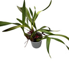 Maxillaria 'Wolf' (Picta x schunkeana) *parfumata