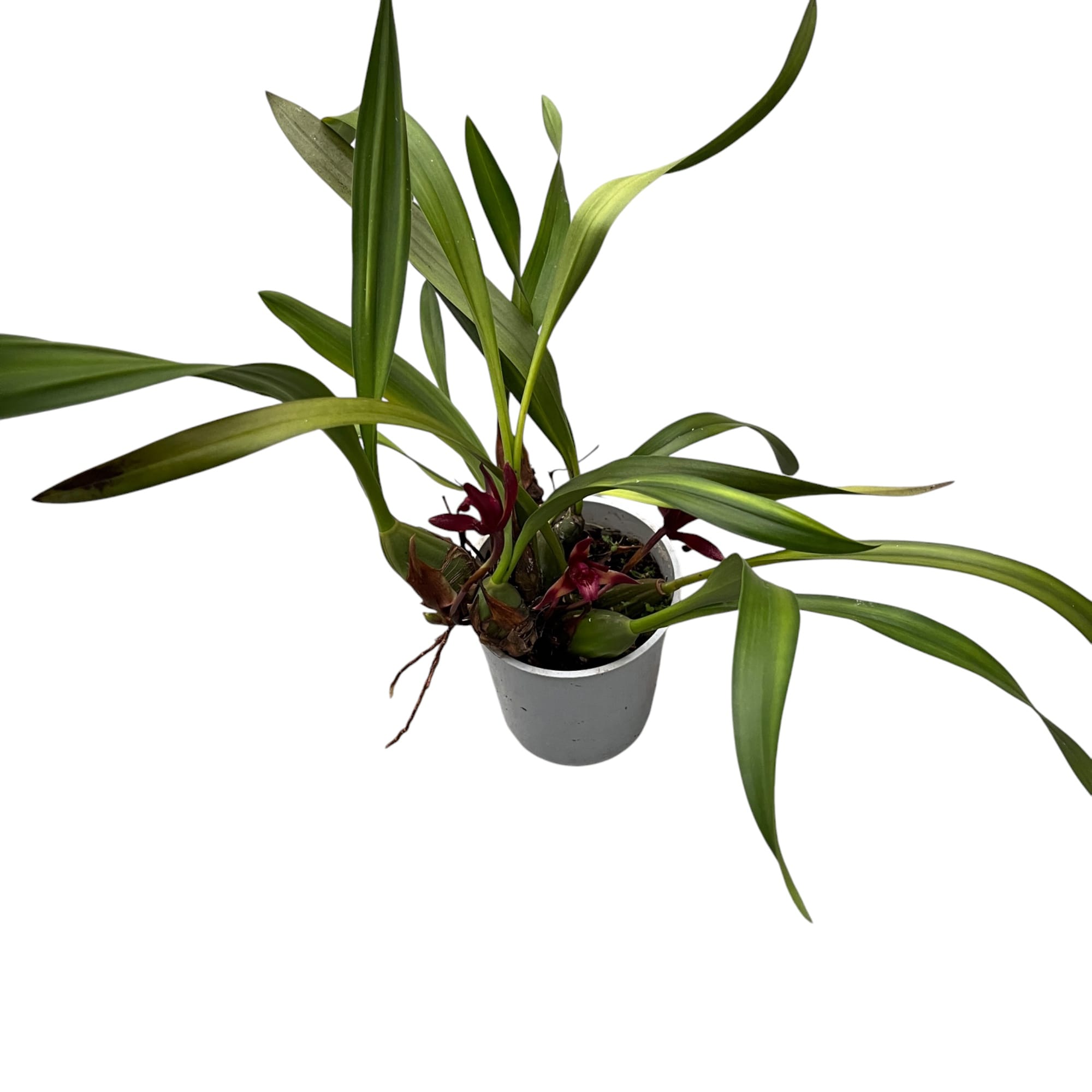 Maxillaria 'Wolf' (Picta x schunkeana) *parfumata