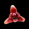 Maxillaria variabilis var. red