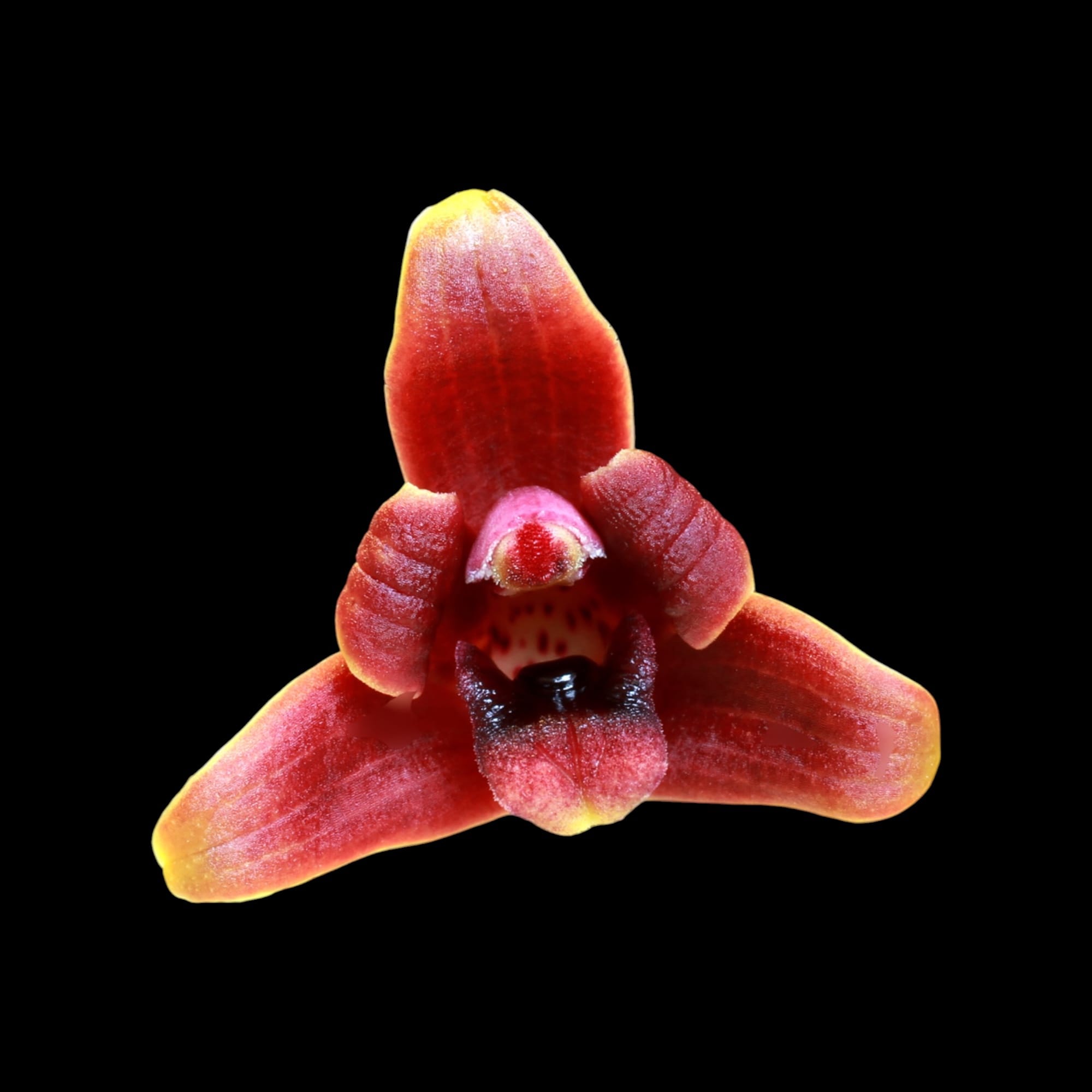Maxillaria variabilis var. red