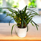 Maxillaria variabilis var. unipunctata - parfum de migdale, exemplare XL