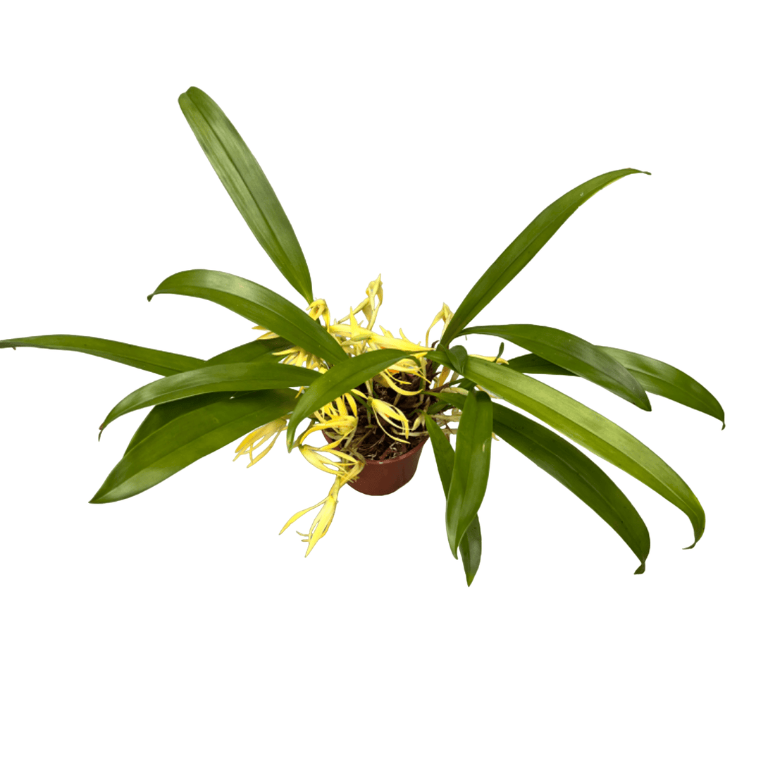 Maxillaria weberbaueri (syn. aurorae)