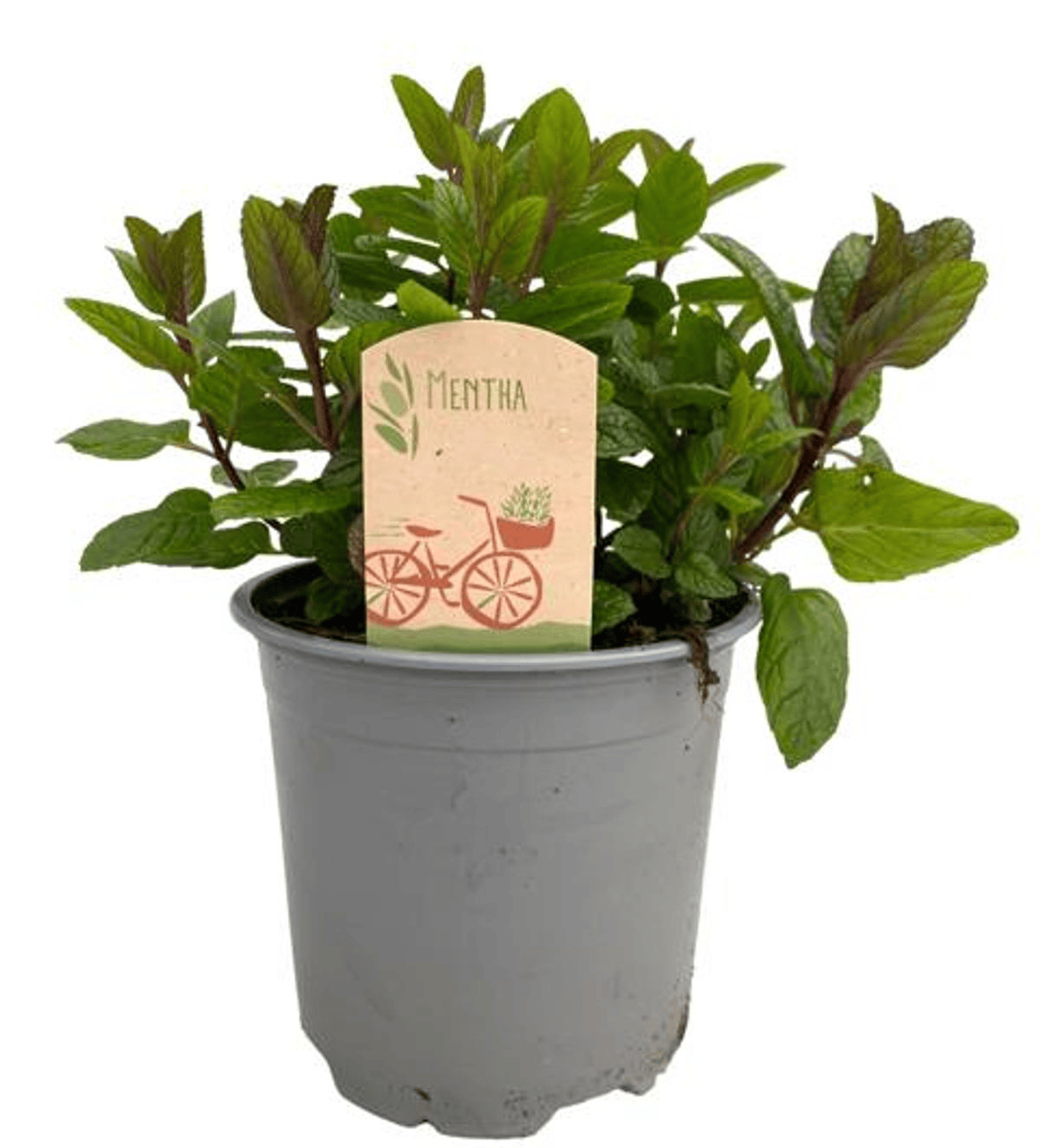 Menta - Mentha spicata (Spearmint, Swiss Mint, Marocana) - cea mai aromata varietate