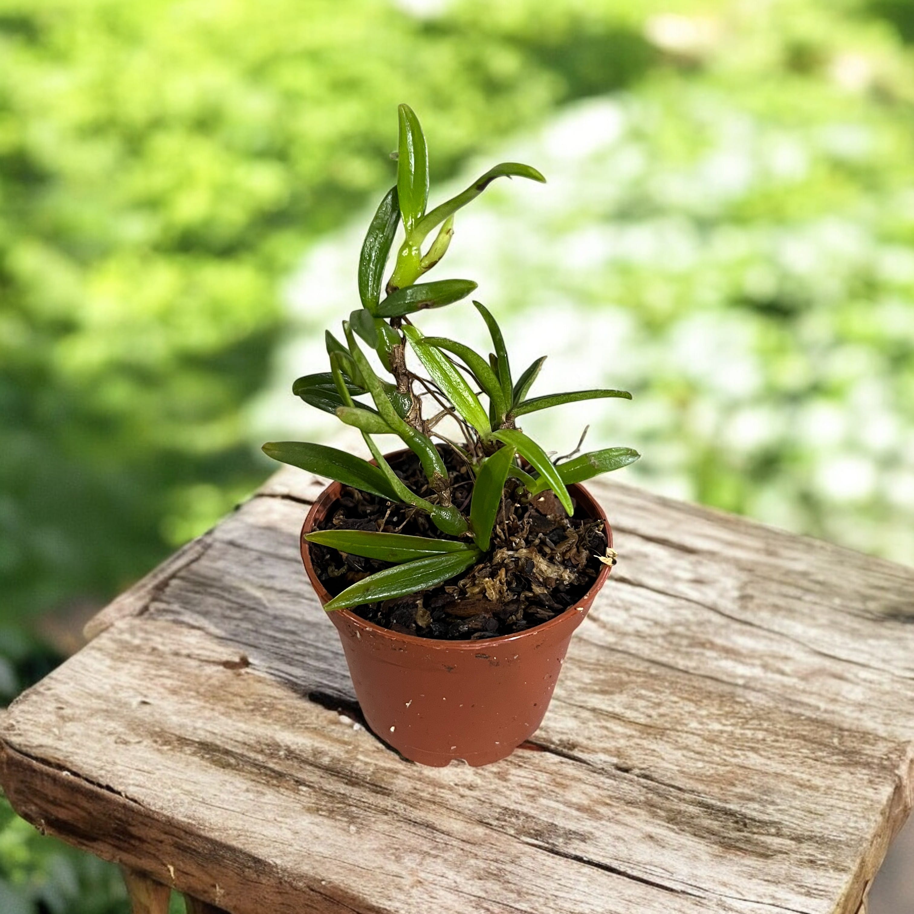 Mediocalcar umboiense